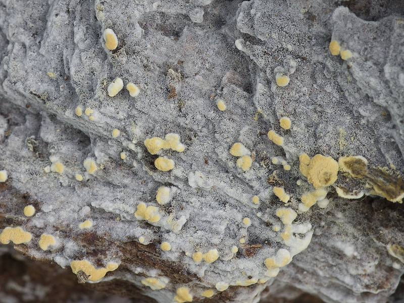 Botryobasidium aureum